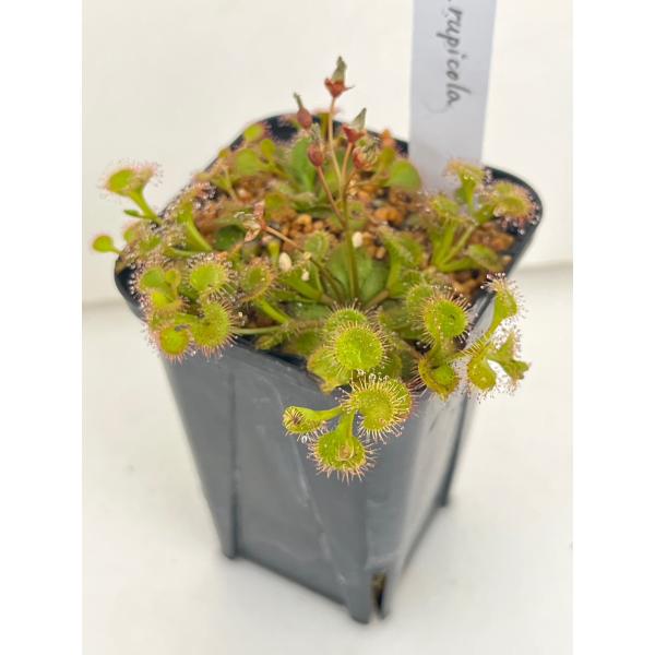 食虫植物 球根ドロセラ ルピコラ rupicola 17106 【1】20%オフ！