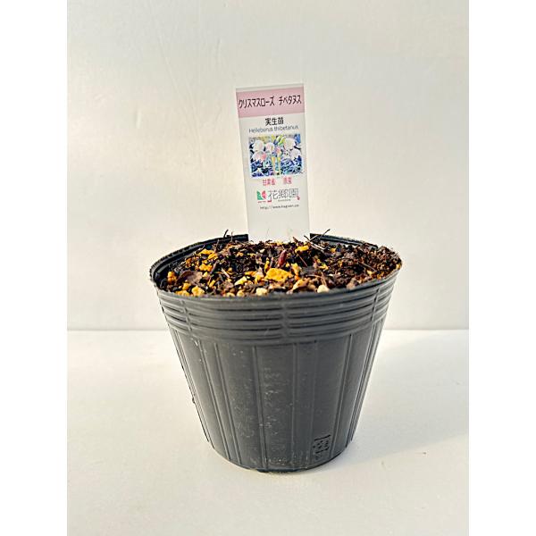 お一人様３点まで。中国に自生する幻の原種【チベタヌス】長野県聖高原で採種・栽培されています。詳しい栽培方法の育て方カード付き。成長が緩やかで、種まきから開花まで５〜６年かかります。