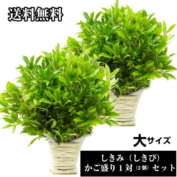 ファームフローラルしきみ 根付き ２本セット一対 生花 枝物 切り花 おしきみ 樒 お悔やみ 仏壇 おしきび シキビ シキミ お供え