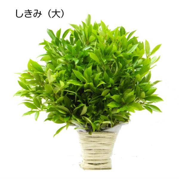 生花 シキミの人気商品 通販 価格比較 価格 Com