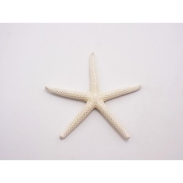 スターフィッシュ 約8 10cm 1個 ブライダル ウェルカムボード ヒトデ 貝 ハンドメイド 2 貝殻の問屋さん ホームテリア 通販 Yahoo ショッピング
