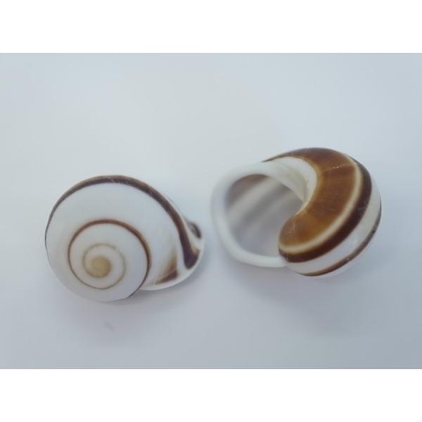 ウズマキマイマイ 約3 5 4 5ｃｍ 2個 陸貝 貝 貝殻 シェル 小屋 アクアリウム オカヤドカリ カタツムリ Buyee Servicio De Proxy Japones Buyee Compra En Japon