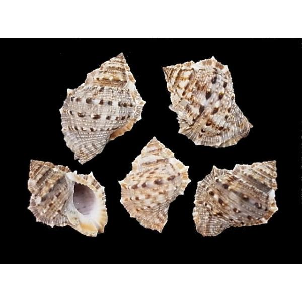 スミツキミヤコボラ 約6 0 5ｃｍ 2個入 貝 貝殻 シェル 巻貝 アクセサリー ハンドメイド フォト コレクター ヤドカリ Buyee Buyee Japanese Proxy Service Buy From Japan Bot Online