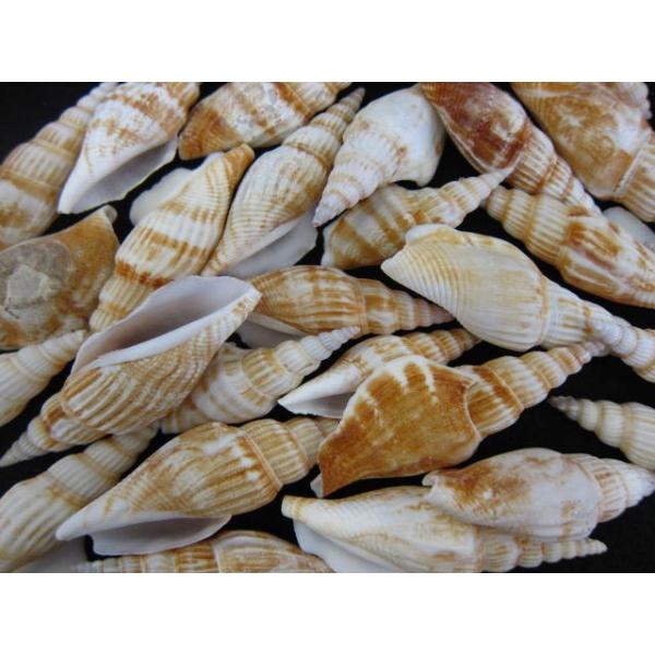 タケノコシドロ 約5 9ｃｍ 500ｇ 貝 貝殻 シェル 巻貝 フォト 絵画 ハンドメイド 海 ブライダル ウェルカムボード Buyee Servicio De Proxy Japones Buyee Compra En Japon