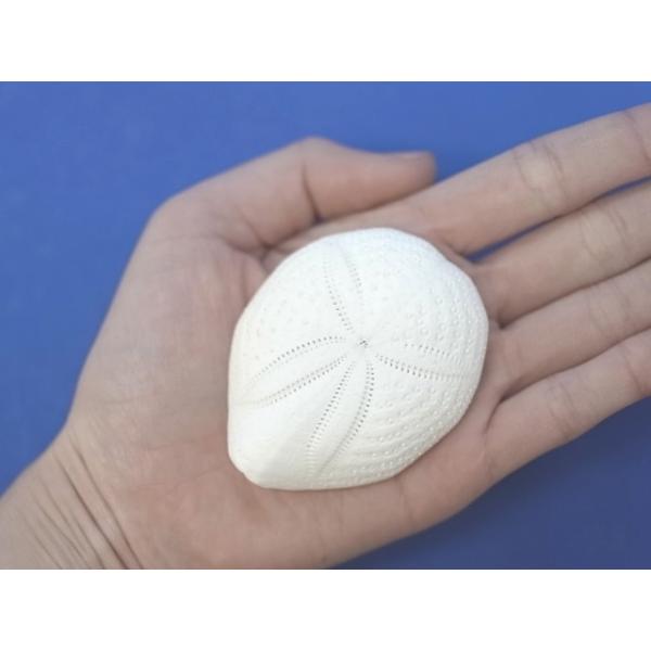 シービスケット 約4 5 6 5ｃｍ 5個入 貝 ウニ ウニ殻 ランプ ｌｅｄ エアープランツ ハンドメイド Buyee Buyee Japanese Proxy Service Buy From Japan Bot Online