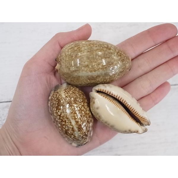 ヤクシマダカラ 約5 6ｃｍ 5個入 貝 貝殻 シェル タカラガイ コレクター 置物 ブライダル 絵画 マリン Buyee Buyee Japanese Proxy Service Buy From Japan Bot Online