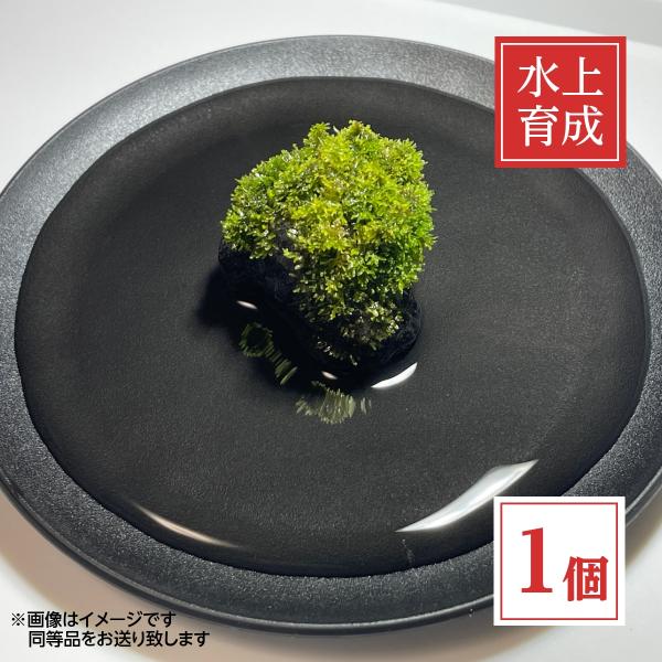 無農薬で育てられたプレミアムモス（Sp.タイ）を溶岩石に自然活着させた商品です。テグスや接着剤などの活着用具は一切使用しておりません。全長約4〜8cmの溶岩石にモスがしっかりと活着しており、水槽にそのままセットできる手軽さが魅力です。ビーシ...