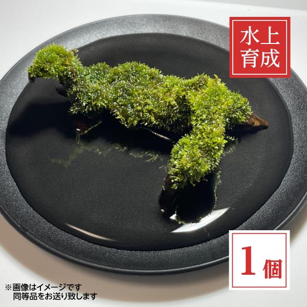 無農薬で育てられたプレミアムモス（Sp.タイ）を流木に自然活着させた商品です。テグスや接着剤などの活着用具は一切使用しておりません。全長約8〜12cmの流木にモスがしっかりと活着しており、水槽にそのままセットできる手軽さが魅力です。ビーシュ...