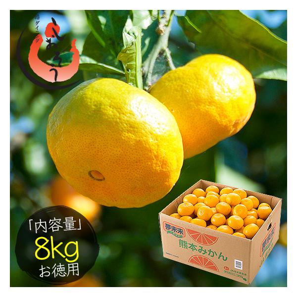 みかん 熊本みかん 8kg 夢未来 熊本県産 （着日指定不可） : 港
