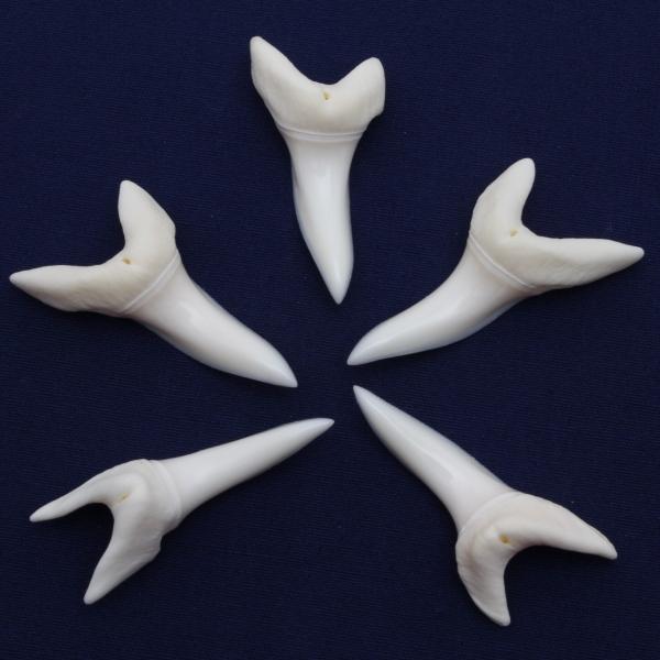 アオザメの歯（Lサイズ）前歯 Shortfin mako shark tooth サメの歯1個 