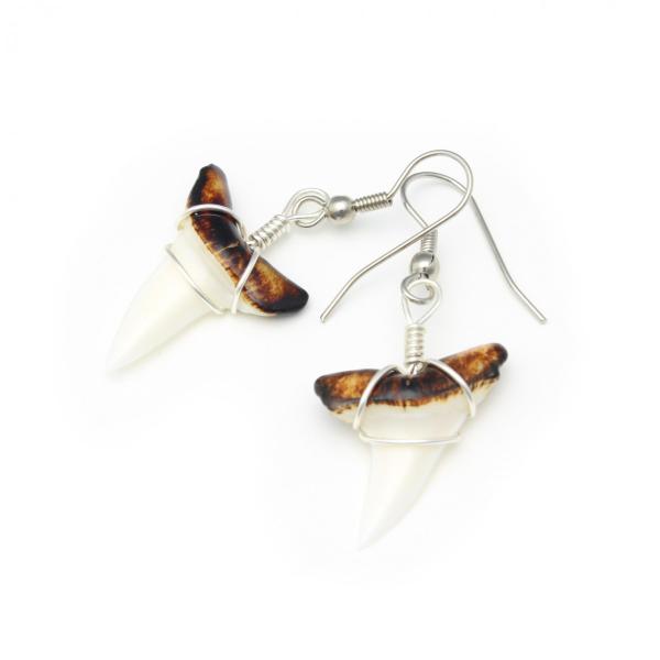 サメの歯ピアス（バケアオザメ） アクセサリー : 海洋工房 - 通販 