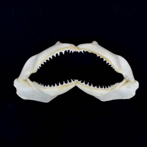 T̊{iJ}XgKUj{W{@ubN`bvV[N@Blacktip Shark@No.18