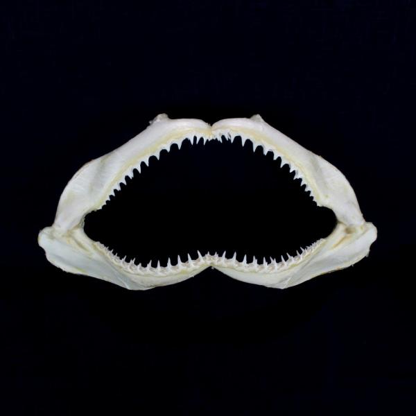 T̊{iJ}XgKUj{W{@ubN`bvV[N@Blacktip Shark@No.19