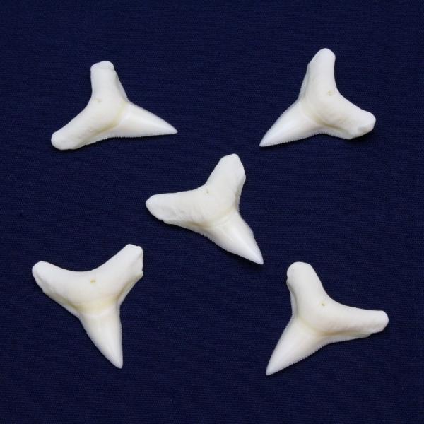 IIWU̎@@Bull Shark tooth@T̎1@2.0cm