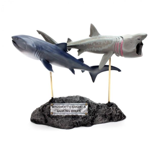 K}EXEoU@tBMA@Megamouth Shark  Basking sharkitBbVJ[rOj󒍐Y6҂isj