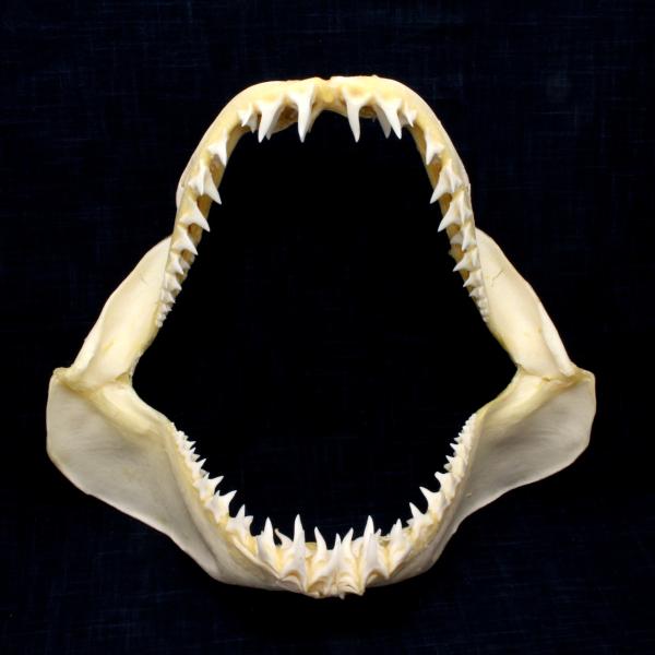 サメの顎（アオザメ）顎骨標本 マコシャーク Shortfin mako shark No