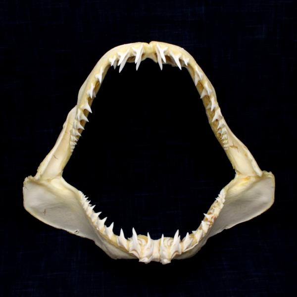 アオザメ 鮫 サメ 歯 顎 アゴ 骨格標本 ホホジロザメ ホオジロザメ 鮫 サメ 歯 顎 アゴ 骨格標本 - メルカリ