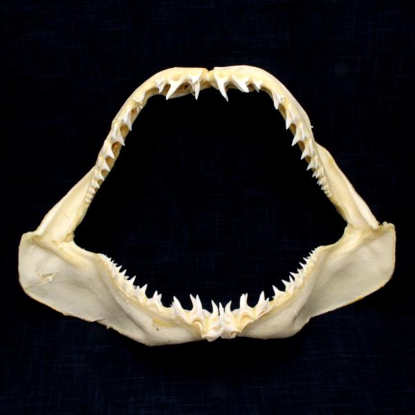 サメの顎（アオザメ）顎骨標本 マコシャーク Shortfin mako shark No