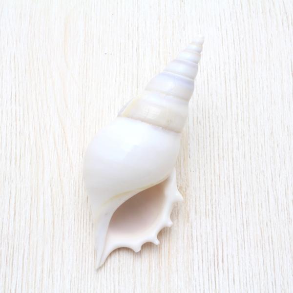 ベンガルソデボラ 貝殻 インテリア 約8〜10cm : 海洋工房 - 通販