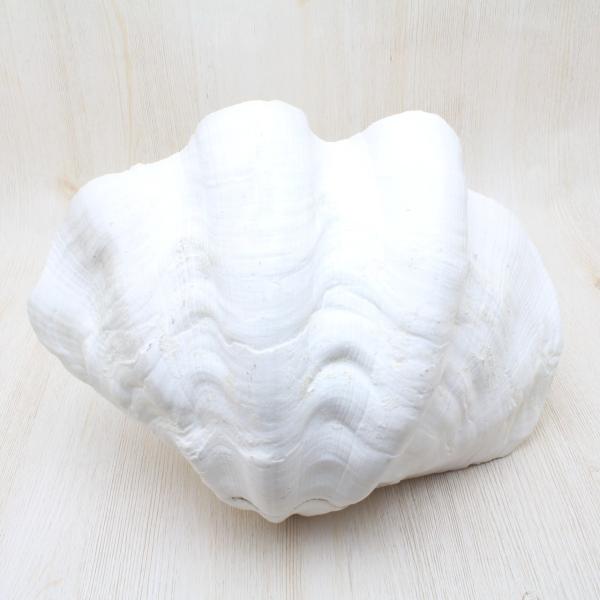 インテリア 大型 貝殻 巻貝 25cm~30cm弱 本物 2つセット オオジャコガイ（半面）貝殻 約25〜30cm インテリア 標本 天然