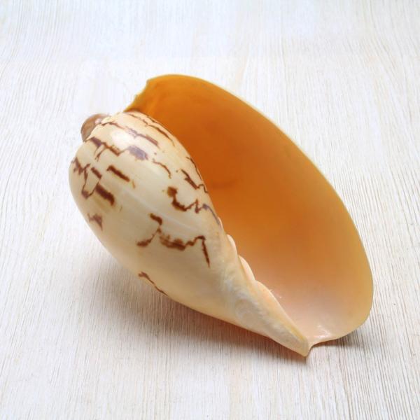 �����C�n���J�[ M�T�C�Y �L�k ��10�`12���� �W�{ �R���N�V���� �C���e���A �V�R  �Ϗܗp �u�� �f�B�X�v���C ���L