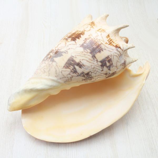 貝殻　標本　ミヒカリコウロギ ミヒカリコウロギボラ 貝殻 インテリア 約20〜21cm : 海洋工房