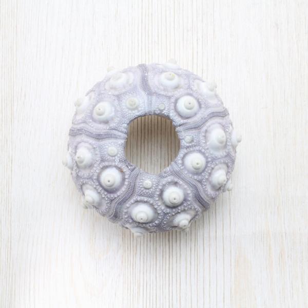 超希少 ‼️ パイプウニ ウニ 貝殻 標本 置物 インテリア ウニ（パープル） 標本 コレクション 貝殻 約4〜6cm : 海洋