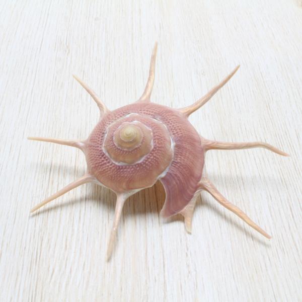 ハリナガリンボウ　蓋つきと蓋なし⑥ ハリナガリンボウ蓋つきと蓋なし⑥
