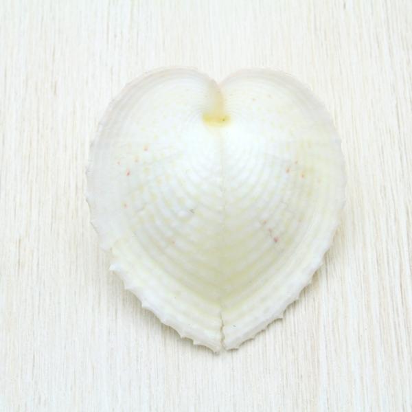 リュウキュウアオイ 貝殻 約3〜4cm 標本 インテリア オーナメント