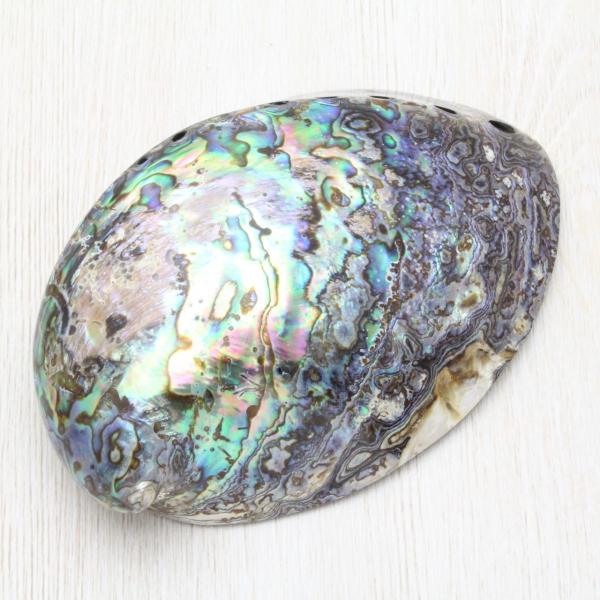 アバロンシェル　パウア貝　貝殻？　　置物　インテリア　15cm アバロンシェル パウア貝 貝殻？ 置物 インテリア 15cm - メルカリ