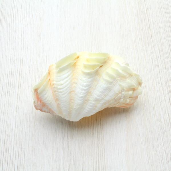 シラナミガイ(白浪貝) Sサイズ 貝殻 約8〜9cm 標本 インテリア 天然