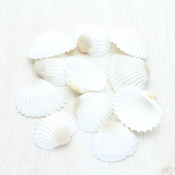 nCKC LL Lk uC_ EFJ{[h tHgt[ p[c 50g