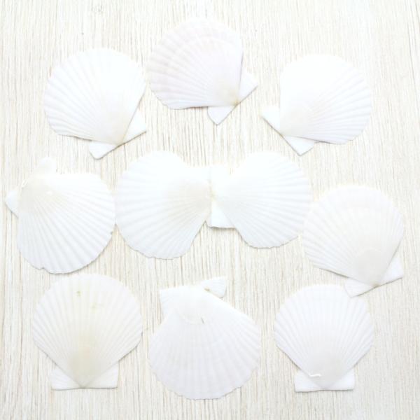 貝殻 ホタテガイ Sサイズ 10枚セット 約2.5〜3cm パーツ 装飾