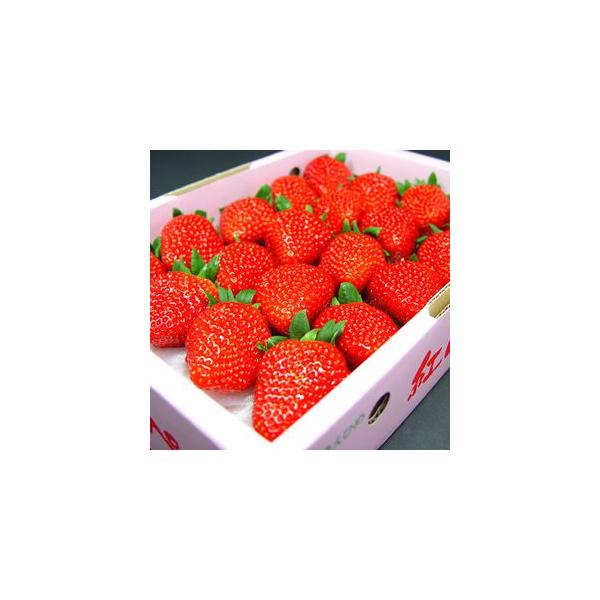 紅 いちごの人気商品 通販 価格比較 価格 Com