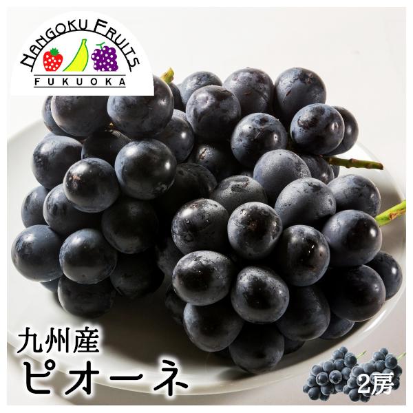 九州産ぶどう・ピオーネ2房 ギフト 御中元 御祝 贈り物 ぶどう 葡萄 ブドウ