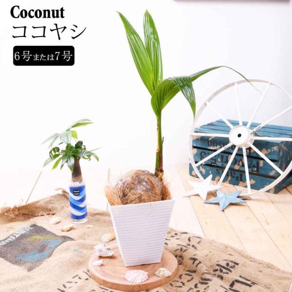 観葉植物 おしゃれ ヤシの木 ココヤシ 鉢植え 受皿付 オフィス 自宅 ベランダ 店舗 ギフト プレゼント 送料無料 ココナッツ ヤシの木 椰子の木