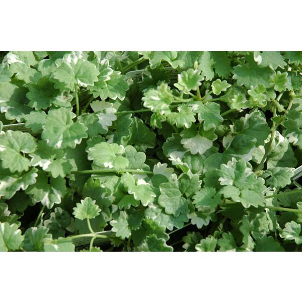 グランドカバーにオススメ グレコマ斑入り3号ポット苗 Buyee Buyee Japanese Proxy Service Buy From Japan Bot Online