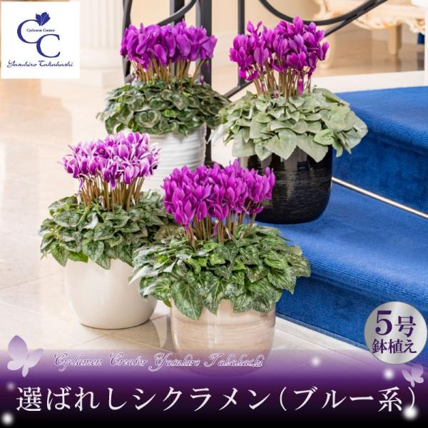 y\i 11菇z u[ VN n u[n VNV[Y hԉ ]˂̐ Ӓ  ~ ȂǑIׂ9i 