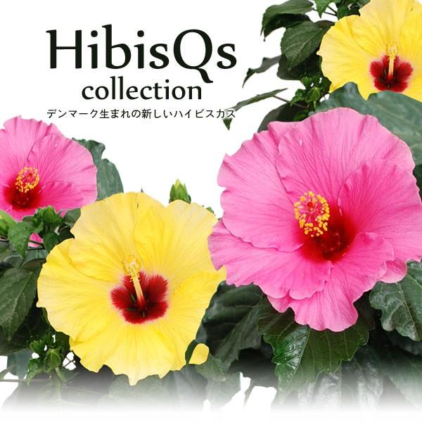 花持ち抜群！ ハイビスキュース 5号 鉢植え : FleurTown吉本花城園