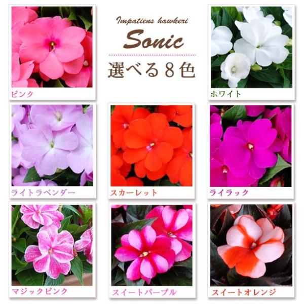 夏の花苗 大輪が豪華なニューギニアインパチェンス ソニック 3 5号ポット苗 Buyee Buyee Japanese Proxy Service Buy From Japan Bot Online