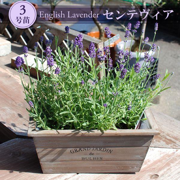 四季咲きが嬉しい イングリッシュラベンダー センテビア 3号ポット苗 Buyee Buyee Japanese Proxy Service Buy From Japan Bot Online