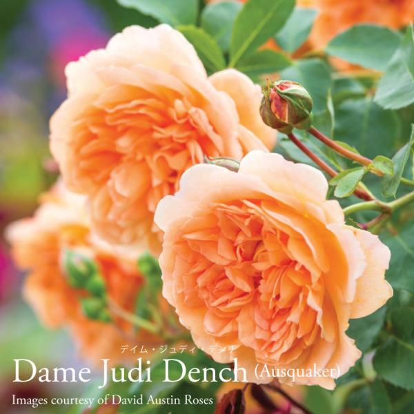 ひろココ♡さま専用 イングリッシュローズ苗 ひろココ♡さま専用 イングリッシュローズ苗 バラ苗