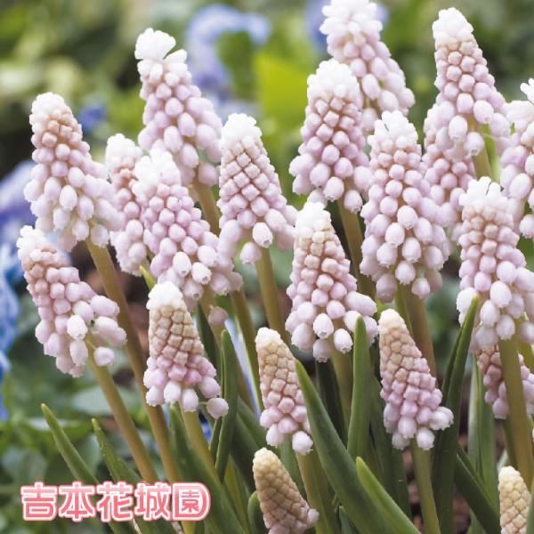 【商品内容】・球根5球セット※写真は生育イメージです。※球根の状態でお届けいたします。※花色は、写真と多少異なる場合がございます。※出荷前検査で欠品となる場合がございます。その際はお知らせいたします。【お届けについて】準備が出来次第、順次発...