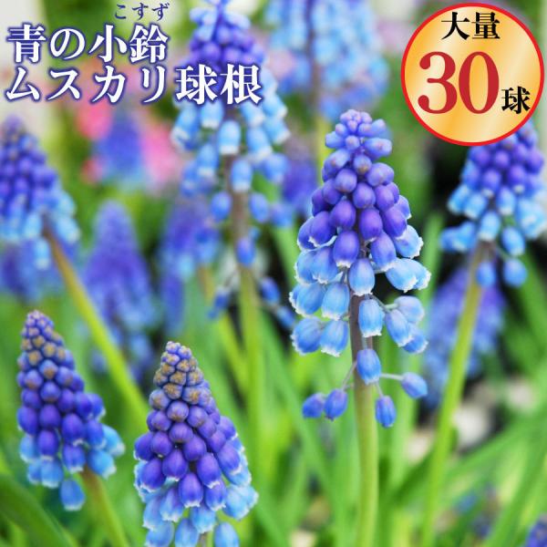 y\iz HA XJ  AjAJ  30Zbg Ă₷Ɖ̓`[bvz ty݁IHA̋