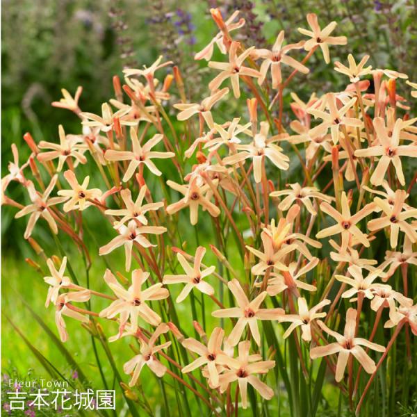 吉本花城園 秋植え球根 イキシア パニキュラータ イオス 球根 5球 春が