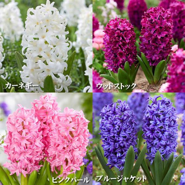 【商品内容】・Aセット（球根4球セット）・ヒヤシンス　　ピンクパール　　ブルージャケット　　　ウッドストック　　カーネギー　　※写真は生育イメージです。※球根の状態でお届けいたします。※花色は、写真と多少異なる場合がございます。※出荷前検査...