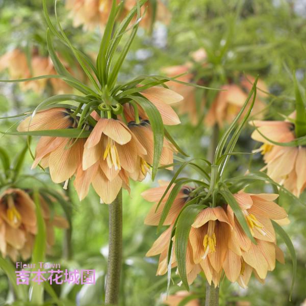 asakombu トリトマ苗 シラーブルーアロー 球根 フリチラリア球根 asakombu トリトマ苗 シラーブルーアロー 球根 フリチラリア球根