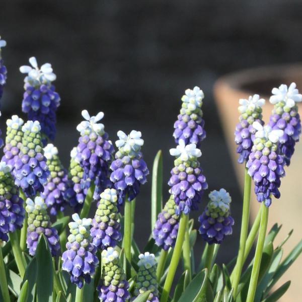 6月発送ご希望 ムスカリ球根 楽天市場】ムスカリ（花の球根｜球根）：ガーデニング・農業<花