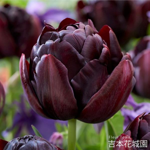 【予約品】 秋植え球根  チューリップ ブラックヒーロー 球根 5球 春が楽しみ！ 10月上旬以降順次発送