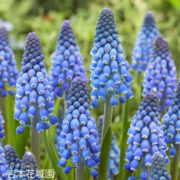 吉本花城園 秋植え球根 ムスカリ リンゼイ 球根 5球 春が楽しみ！秋